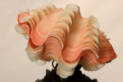 La tridacna squamosa era una de las favoritas del coleccionista