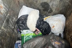 Fue a tirar basura a un contenedor, pensó que había encontrado un oso de peluche blanco pero algo llamó su atención