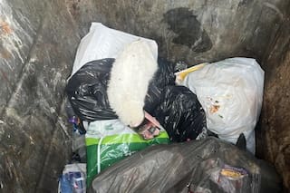 Fue a tirar basura a un contenedor, pensó que había encontrado un oso de peluche blanco pero algo llamó su atención