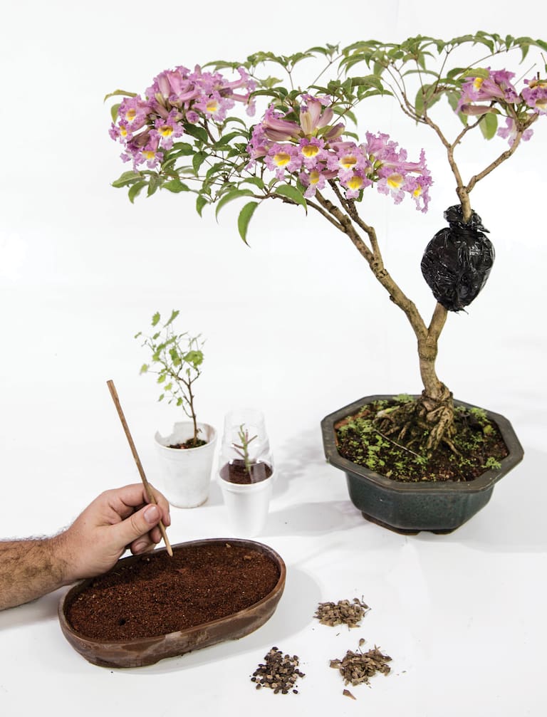 A partir de semillas, gajos o acodos se puede lograr una planta. Se usan zarandas para separar por tamaño los granos, copa para colocar el sustrato, puzolana y carbón vegetal.
Fotos: Inés Clusellas