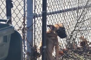 Atada a una reja en una escuela abandonada, la encontraron en un estado de salud crítico