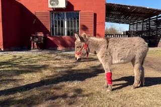 En un campo, con una pata lesionada y aislado del resto de los animales, esperaba un cruel final