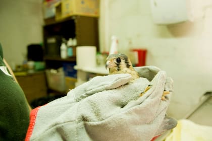 Halconcito en plena revisación en el Centro de Rescate de Fauna Silvestre