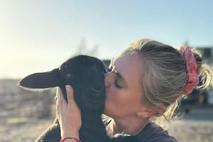 Escapó de un campo, lo atropellaron en la autopista y su grito de dolor alertó a su madre