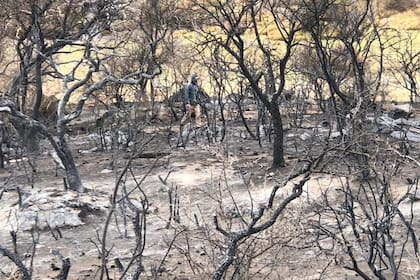 Los animales que sobrevivieron están desorientados frente al nuevo territorio con el que se encuentran