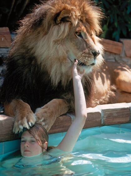 La famosa actriz lo acaricia mientras el león posa sus zarpas– que pesan 200 kilos– sobre la cabeza de la intérprete.