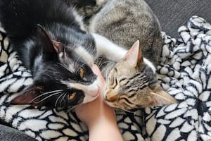 Un grupo de socios rescató a dos gatitos hermanos con una enfermedad: “Resaltó su fuerza y alegría de vivir”