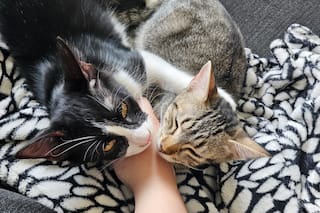 Un grupo de socios rescató a dos gatitos hermanos con una enfermedad: “Resaltó su fuerza y alegría de vivir”