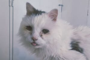 Si existe, ahí nos vemos