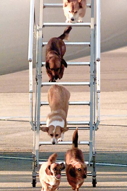 1990s: El club de cuatro patas: corgis y dorgis desembarcan en el aeropuerto de Heathrow, Londres, para continuar su ruta al Palacio de Buckingham tras pasar una estadía en Balmoral junto a la Reina