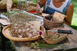 Cómo propagar tus plantas a partir de sus semillas