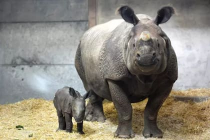 En el zoológico de Denver nació en febrero el primer rinoceronte