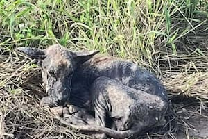 Desnutrido y entregado a su cruel destino vagaba en busca de comida cuando alguien lo vio