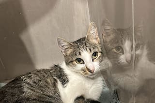 Atrapada a 15 metros de altura hasta que alguien ofreció ayuda: “Yo me subo, la agarro en dos minutos”