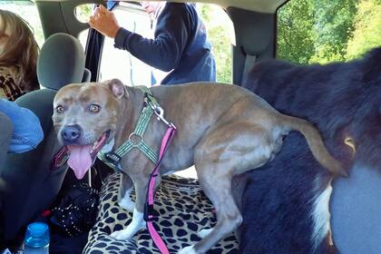 "Estamos muy felices de que el perro esté de vuelta con su padre", dijeron en el refugio