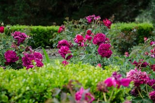 Cómo reproducir tus rosas con estacas