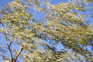 Una biografía del viento