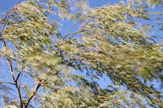 Una biografía del viento