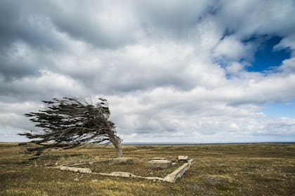 Los árboles bandera no distinguen fronteras entre Argentina y Chile: se encuentran a ambos lados del territorio fueguino.