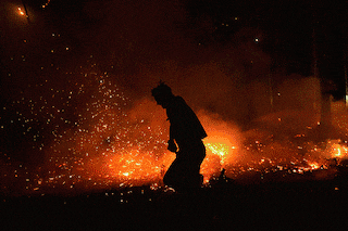 Estas son las 11 especies protegidas acorraladas por el fuego