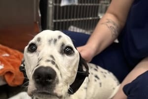 Cubierta de moscas, la encontraron en un callejón gracias a una denuncia anónima