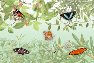 Qué plantas nativas tenés que cultivar en casa para lograr un jardín de mariposas