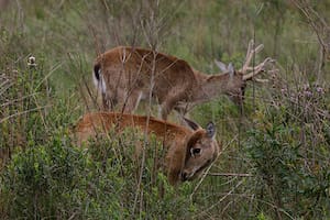 Bella y en peligro de extinción, una especie recupera su lugar en los Esteros