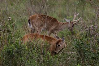 Bella y en peligro de extinción, una especie recupera su lugar en los Esteros