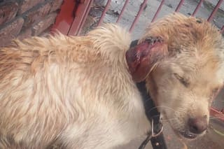 Bajo una lluvia helada, lo encontraron herido y con una cadena atada al cuello