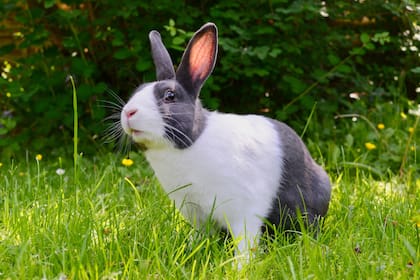 Los conejos son uno de los ánimales típicamente utilizados en testeos de belleza, en especial para ver la irritabilidad de los productos en los ojos