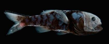 El tipo de piel de estas especies les permite desaparecer