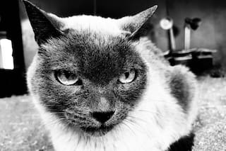 Después de un día difícil, escuchó un extraño sonido cuando llegó a su casa