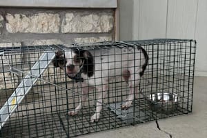 Con su manta y sus juguetes, la abandonaron en un cementerio y pasaron varios días hasta que alguien la vio