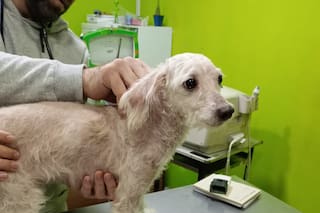 Vio cómo lo atropellaban, lo siguió 6 cuadras y recién un mes después pudo ayudarlo