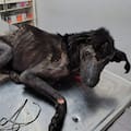Abandonado sobre basura, lo rescataron a tiempo para ir a la veterinaria pero el diagnóstico fue devastador