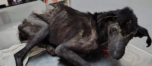 Abandonado sobre basura, lo rescataron a tiempo para ir a la veterinaria pero el diagnóstico fue devastador