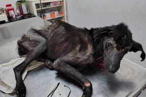 Abandonado sobre basura, lo rescataron a tiempo para ir a la veterinaria pero el diagnóstico fue devastador