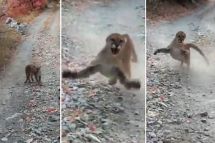 Viral: algunos de los instantes del aterrador encuentro de un joven con una madre puma 