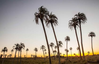 Los colores del atardecer en la región de los palmares de Butiá Yatay, cerca de Guichon.