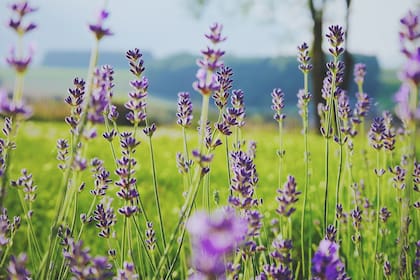 La esencia de lavanda ayuda a mejorar el sueño de los insomnes