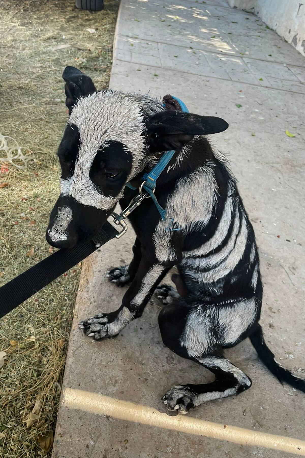 Mas quando se aproximaram, descobriram que havia caído em mãos erradas. “Estava coberto de tinta venenosa.” Mas quando se aproximaram, descobriram que havia caído em mãos erradas. “Estava coberto de tinta venenosa.”