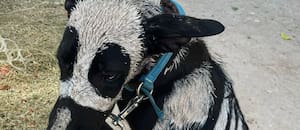 Pero cuando se acercaron descubrieron que había caído en la manos equivocadas: “Estaba cubierto con pintura tóxica”