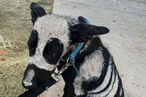 Pero cuando se acercaron descubrieron que había caído en la manos equivocadas: “Estaba cubierto con pintura tóxica”