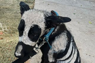 Pero cuando se acercaron descubrieron que había caído en la manos equivocadas: “Estaba cubierto con pintura tóxica”