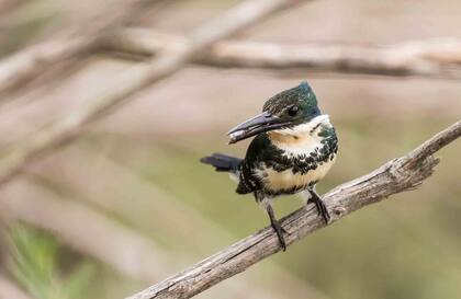 Hembra de Martín Pescador en la laguna de Mar Chiquita.