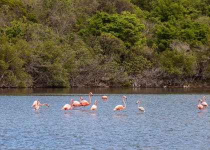 Flamencos rosados en una laguna cercana al mar
