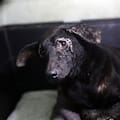 Acudió a un alerta por una perra consumida por la sarna pero unos ojos oscuros que imploraban ayuda cambiaron sus planes