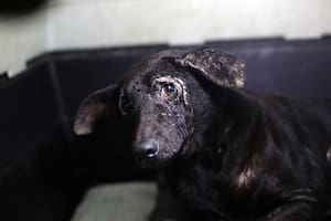 Acudió a un alerta por una perra consumida por la sarna pero unos ojos oscuros que imploraban ayuda cambiaron sus planes