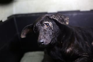 Acudió a un alerta por una perra consumida por la sarna pero unos ojos oscuros que imploraban ayuda cambiaron sus planes