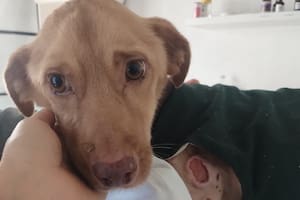 Pero una noche apareció en un descampado desnutrido y con úlceras: “Nadie se animaba a tocarlo por miedo a lastimarlo”